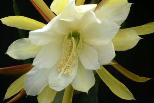 Epicactus-Hybriden Adam 