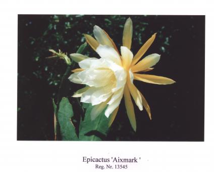 Epicactus-Hybriden Aixmark 