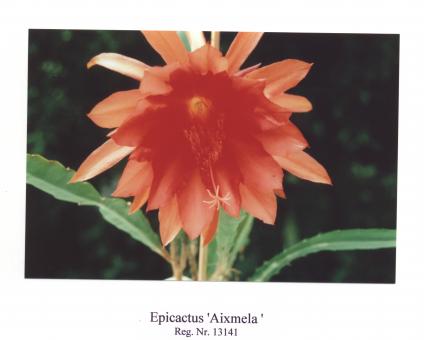 Epicactus-Hybriden Aixmela 