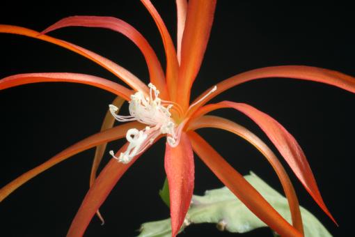 Epicactus-Hybriden Alexandra Paetz 