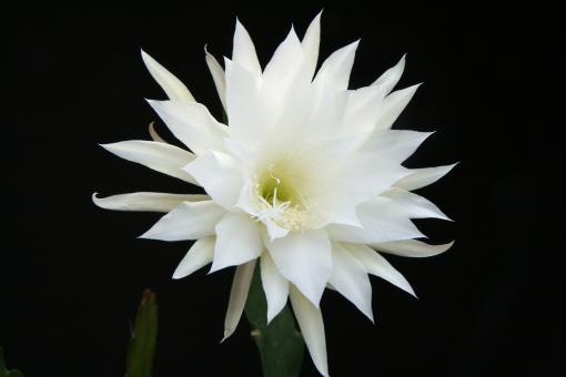 Epicactus-Hybriden Anna Paetz 