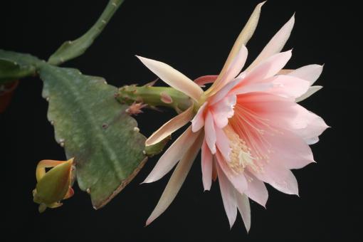 Epicactus-Hybriden Argus 