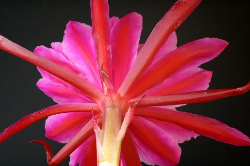 Epicactus-Hybriden Blume von Hawai 