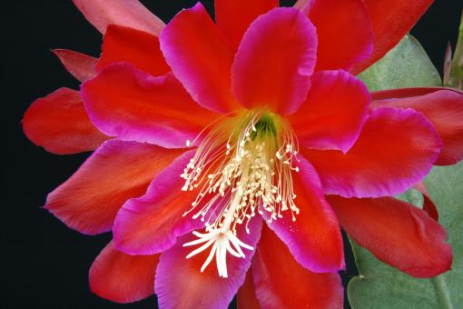 Epicactus-Hybriden Brasiliana 