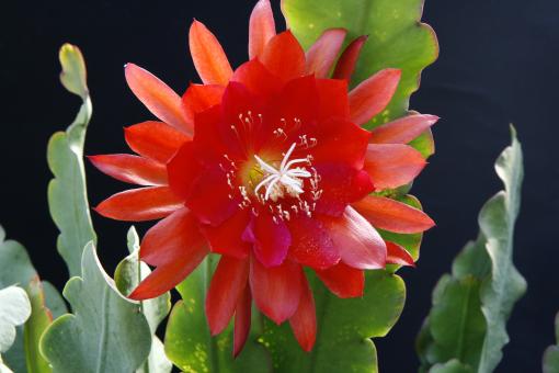 Epicactus-Hybriden Bruin 