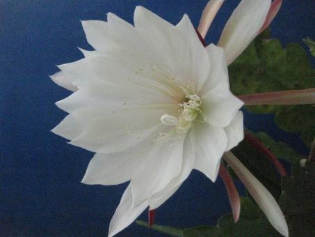 Epicactus-Hybriden Buttercup 