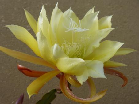 Epicactus-Hybriden Canary Princess 