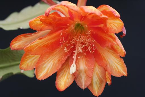 Epicactus-Hybriden Carnival 