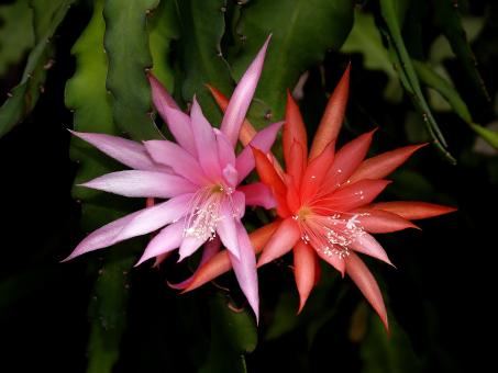 Epicactus-Hybriden Chameleon 