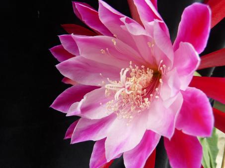 Epicactus-Hybriden China Bowl 