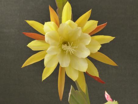 Epicactus-Hybriden China Lake 