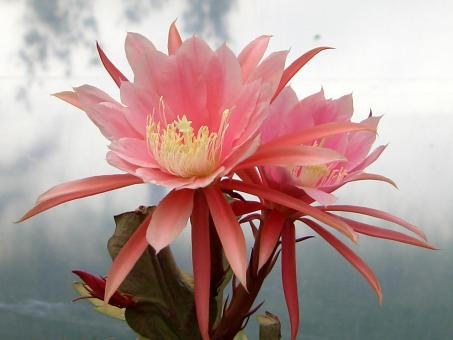 Epicactus-Hybriden Coliapora 