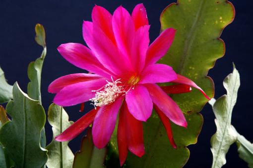 Epicactus-Hybriden Conways Giant 