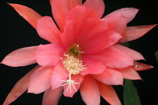 Epicactus-Hybriden Coral Sands 