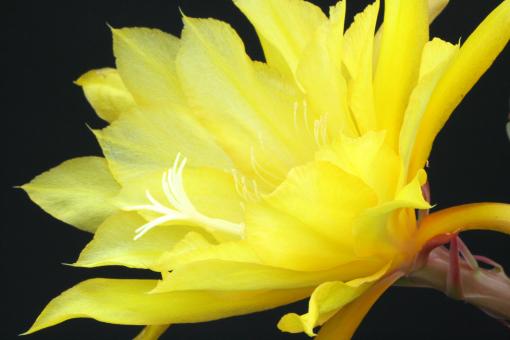 Epicactus-Hybriden Davids Golden Splendor 