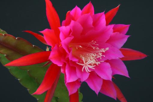 Epicactus-Hybriden Dolores Paetz 