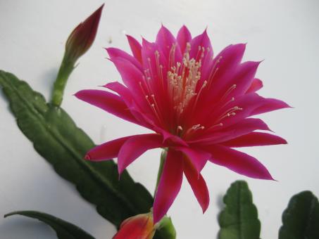 Epicactus-Hybriden Dr. Gottfried Gutte ESA13167 