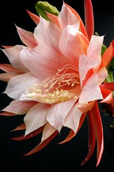 Epicactus-Hybriden Dr. Rudi Dorsch 