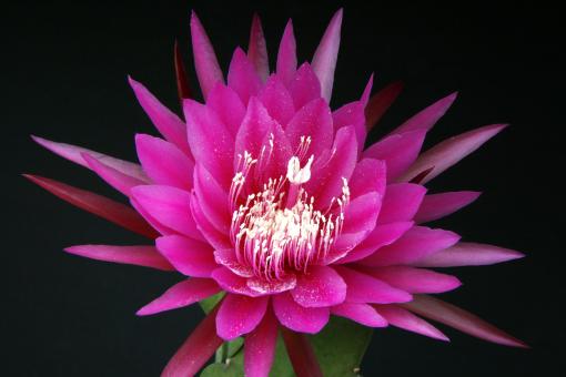 Epicactus-Hybriden Elinor Victoria Latimer 