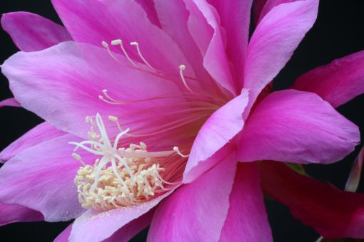 Epicactus-Hybriden Epiphyllum Society of America 