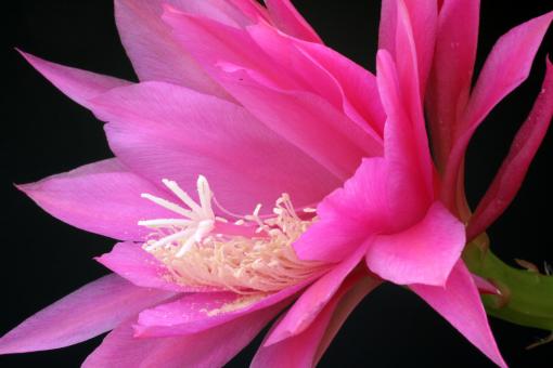 Epicactus-Hybriden Erfolg 