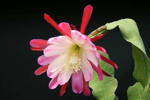 Epicactus-Hybriden Floradora :} & 