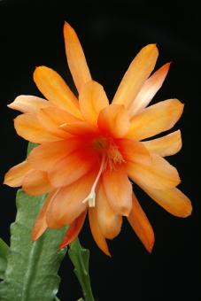 Epicactus-Hybriden Forever Young 