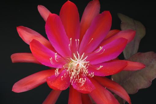 Epicactus-Hybriden Frau Liberta Knebel 