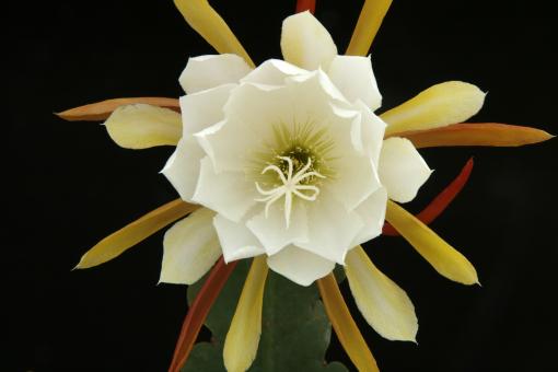 Epicactus-Hybriden Frau Poldi Cvetnic 