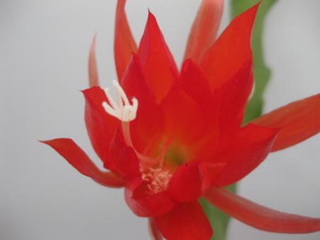 Epicactus-Hybriden Friedrich Adolph Haage jr. 