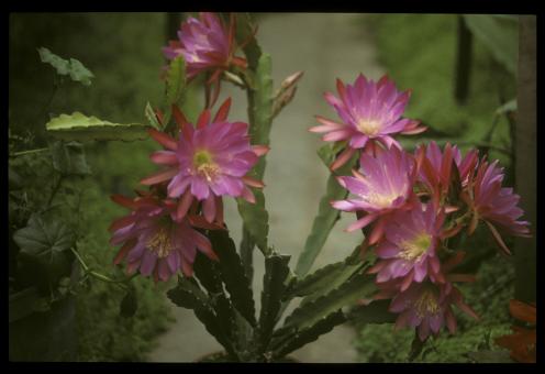 Epicactus-Hybriden Frühlingsgruß 