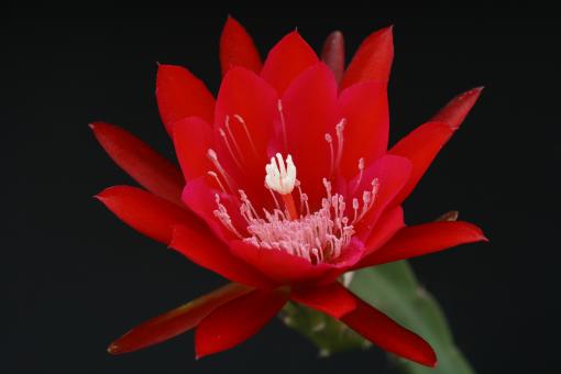 Epicactus-Hybriden Germania 