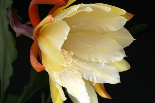Epicactus-Hybriden Gold Light 