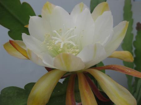 Epicactus-Hybriden Golden Halo 