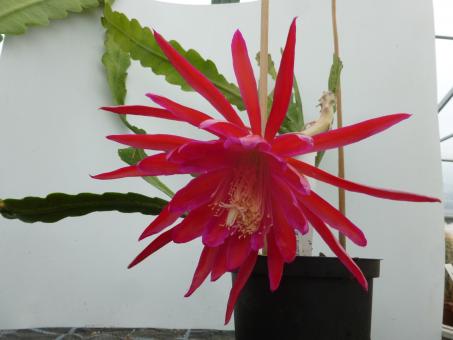 Epicactus-Hybriden Hasina 