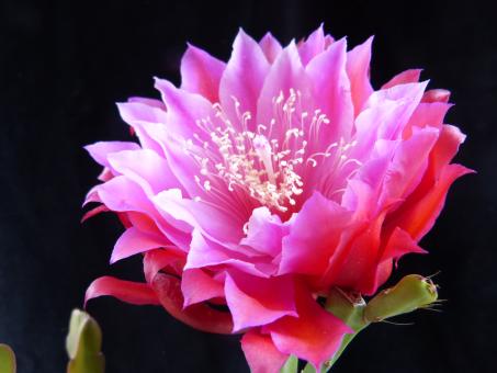 Epicactus-Hybriden Heaven Sent 