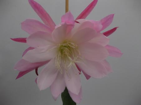 Epicactus-Hybriden High Fashion 