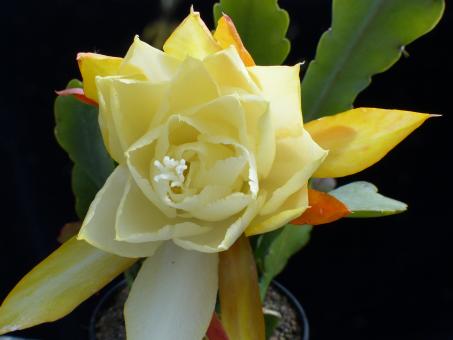 Epicactus-Hybriden Ice Crystal 