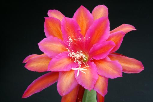 Epicactus-Hybriden Impossible Dream 