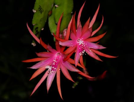 Epicactus-Hybriden Jalisco Flirt ESA13403 