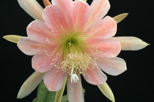 Epicactus-Hybriden Joy 