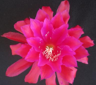 Epicactus-Hybriden Kiwi Dress Rehersal 