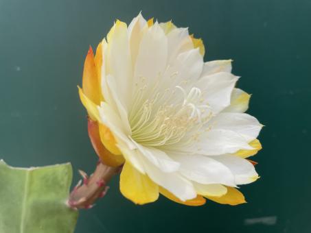 Epicactus-Hybriden Kiwi Edge of Winter 