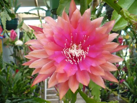 Epicactus-Hybriden Kiwi Goodwill 