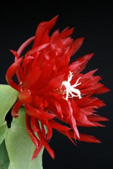 Epicactus-Hybriden Kiwi Playboy 