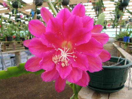 Epicactus-Hybriden Kiwi Princess 