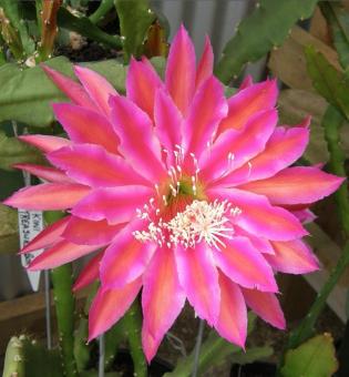 Epicactus-Hybriden Kiwi Rhapsody 