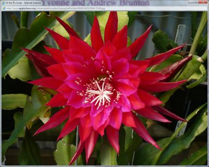 Epicactus-Hybriden Kiwi Shooting Star 