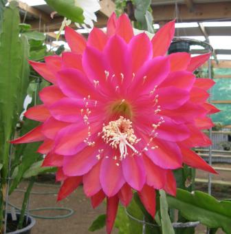 Epicactus-Hybriden Kiwi Spellbound 