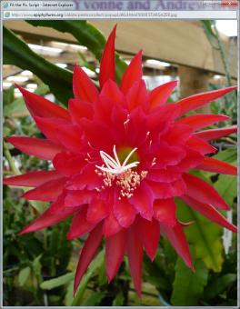 Epicactus-Hybriden Kiwi Stargazer 